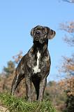 CANE CORSO 976